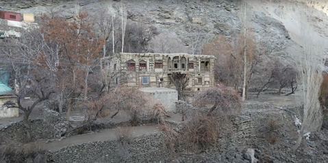 maple trees (shingal) Chinar tree