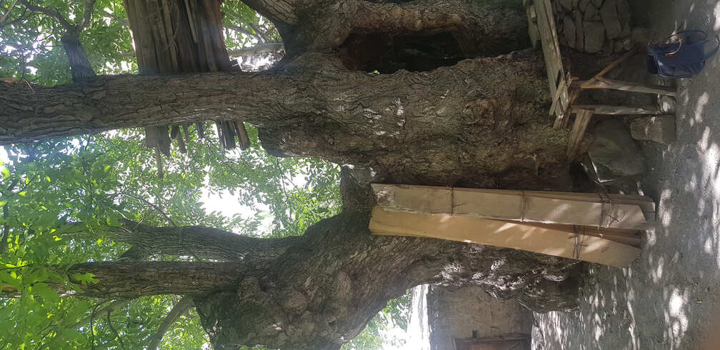 story related to walnut tree