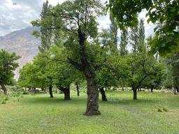 Mirza Kachut's Apricot Gardens